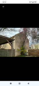 Photo de galerie - Elagage et coupe d'arbres