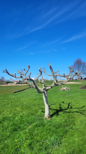 Photo de galerie - Elagage Figuier 