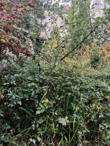 Photo de galerie - Tonte de pelouse - Débroussaillage