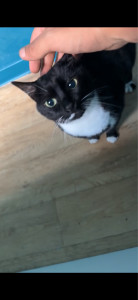 Photo de galerie - Boule de Poils - 7 ans - le compagnon de rookie ( que j’ai gardé 3 semaines )