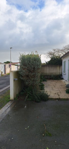 Photo de galerie - Taille de haies et d'arbustes