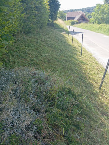 Photo de galerie - Tonte de pelouse - Débroussaillage
