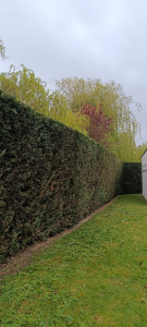 Photo de galerie - Haie de thuyas 