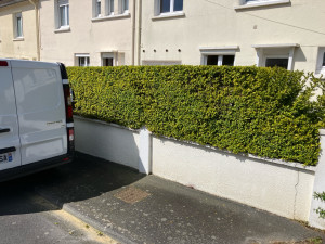 Photo de galerie - Taille de haies 