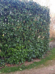 Photo de galerie - Taille de haie lauriers 