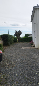 Photo de galerie - Taille élagage 