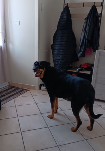 Photo de galerie - Une gentille femelle Beauceron