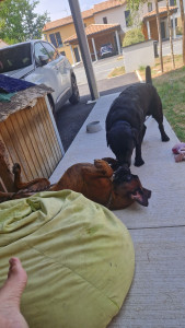 Photo de galerie - Garde chien