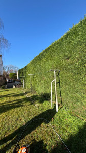 Photo de galerie - Taille d’une haie de thuya minutieuse