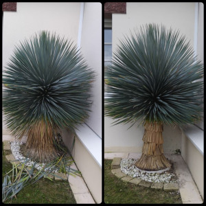Photo de galerie - Taille des feuilles d'un Yucca Rostrata