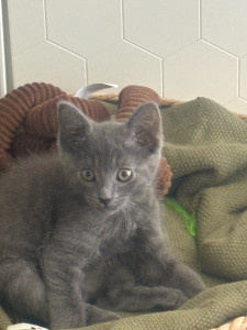 Photo de galerie - Garde chat