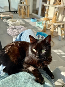 Photo de galerie - Garde chat