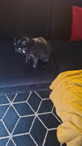 Photo de galerie - Garde chat