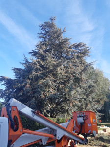Photo de galerie - Elagage et coupe d'arbres