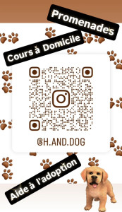 Photo de galerie - Cours apprentissage 
promenade 
lavage 