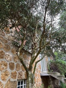 Photo de galerie - Taille d’olivier