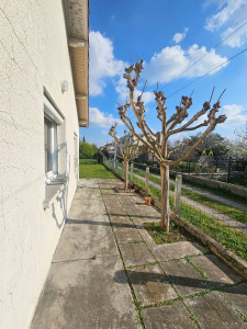 Photo de galerie - Elagage et coupe d'arbres