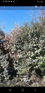 Photo de galerie - Taille de haie