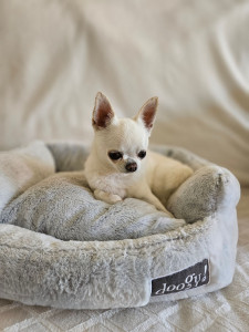 Photo de galerie - Garde chien