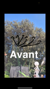 Photo de galerie - Travaux d’élagage réalisés sur un chêne
