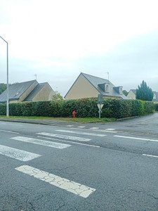 Photo de galerie - Taillage et rabaissage de haie