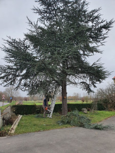 Photo de galerie - Elagage et coupe d'arbres