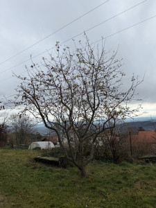 Photo de galerie - Taille pommier