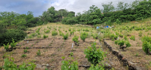 Photo de galerie - Débroussaillage vigne 