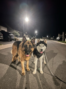 Photo de galerie - Garde chien