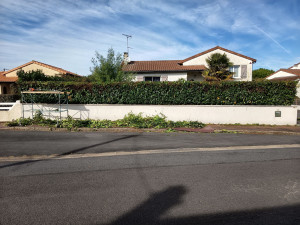 Photo de galerie - Taille d'une haie de lauriers. APRÈS 