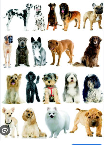 Photo de galerie - Garde chien