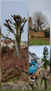 Photo de galerie - Elagage et coupe d'arbres