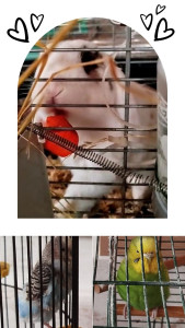 Photo de galerie - Garde animaux