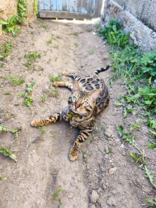 Photo de galerie - Promenade du bébé ?
