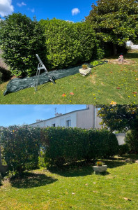 Photo de galerie - Taille de haie 