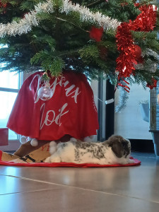 Photo de galerie - Petit lapinou qui ce sent vraiment bien à la maison