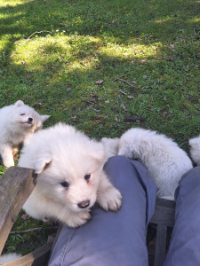 Photo de galerie - Les chiots ont bien grandit ! 