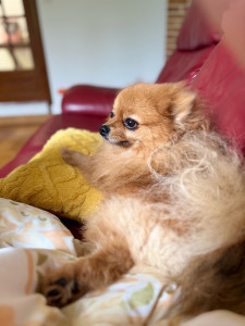 Photo de galerie - Partez en vacances l’esprit tranquille : ici, votre chien est comme à la maison. 