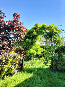 Photo de galerie - Entretien d'un jardin complet taille tonte jardinage 
