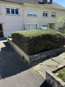 Photo de galerie - Taillage 