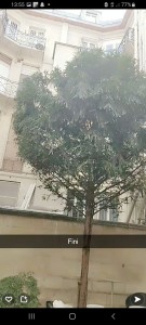 Photo de galerie - Elagage et coupe d'arbres