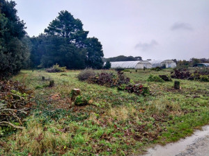 Photo de galerie - Après l'abattage d'arbres, avant déssouchage et broyage.