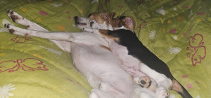 Photo de galerie - Garde chien