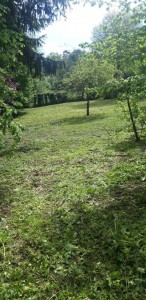 Photo de galerie - Tonte de pelouse - Débroussaillage