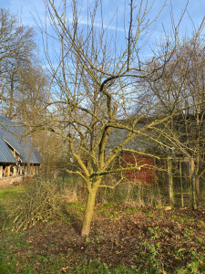 Photo de galerie - Elagage et coupe d'arbres