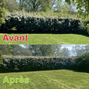 Photo de galerie - Taille de haies et d'arbustes
