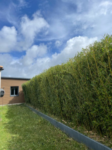 Photo de galerie - Taille de haie 