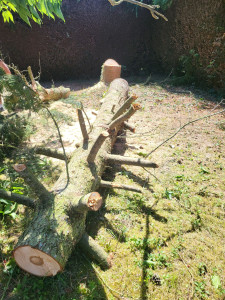 Photo de galerie - Abattage du sapin après 