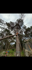 Photo de galerie - Elagage et coupe d'arbres