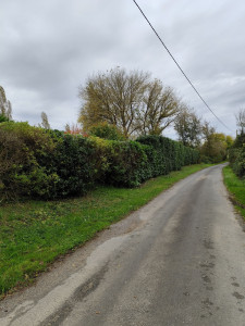 Photo de galerie - Taille de haie de 50 mètre 